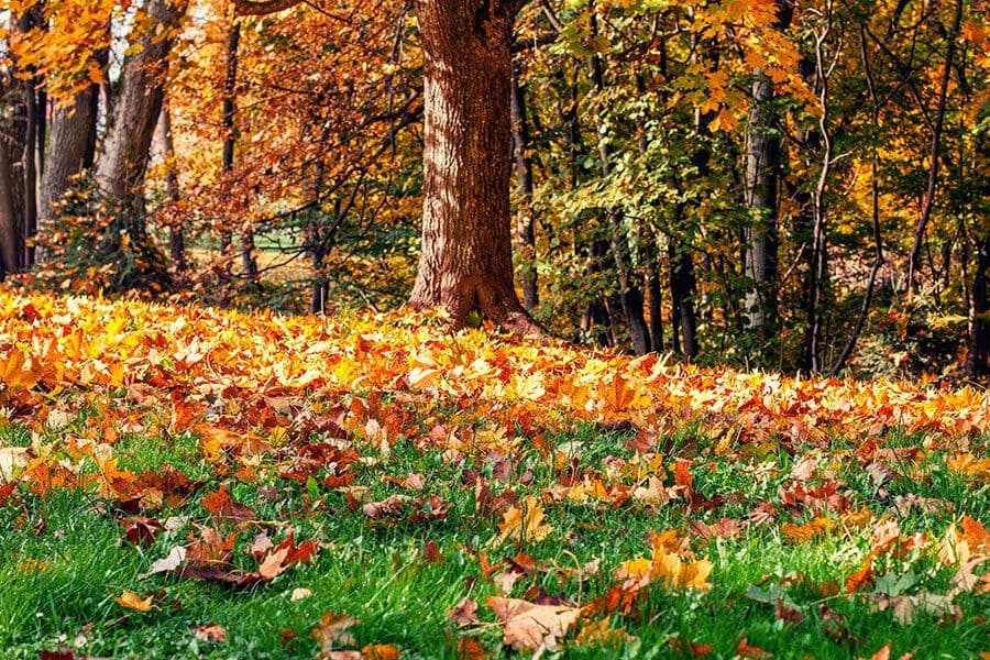 Seasonal Clean Ups