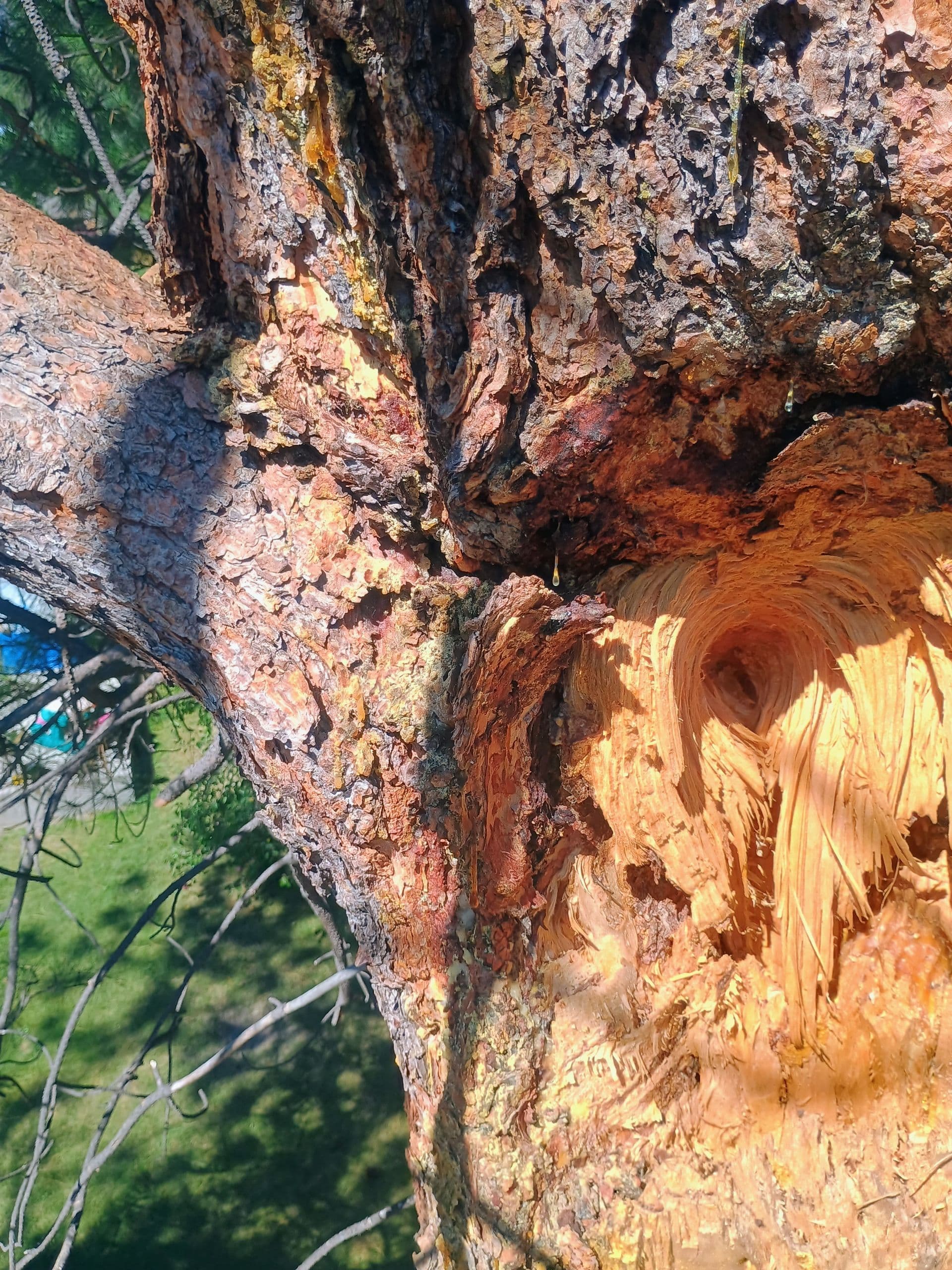 Tree Services